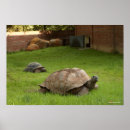 Suche nach niedliche schildkröte poster Tiere