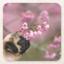 Suche nach mops untersetzer Blume