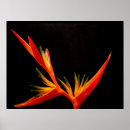 Suche nach blumen silhouette poster Rot