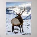 Suche nach stier kunst poster Yellowstone nationalpark