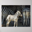 Suche nach zebra poster Animals