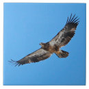 Suche nach eagle fliesen Natur