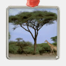 Suche nach giraffe ornamente Wildtier