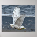 Suche nach schneeeule poster Natur