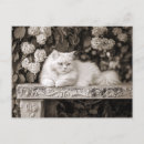 Suche nach blumengarten postkarten Katze