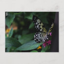 Suche nach gelber schmetterling postkarten Natur