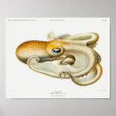 Suche nach calamari poster Tintenfisch