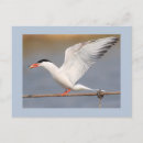 Suche nach gemein postkarten Vögel