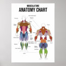Suche nach muskulatur poster Muskeldiagramm