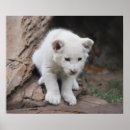 Suche nach löwen poster Wild