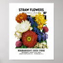 Suche nach stroh poster Blume