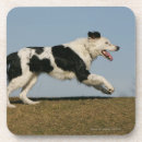 Suche nach beine untersetzer Hund