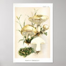 Suche nach 1895 poster Vintag