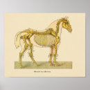 Suche nach vintage skeleton poster Knochen