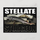 Suche nach stören postkarten Fischerei