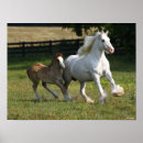 Suche nach vanner poster Rasse