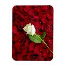 Suche nach rote rosen magnete Elegant
