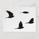 Suche nach kuckuck postkarten Vogelvogel