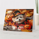 Suche nach maltipoo karten Hund
