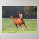 Suche nach kastanien poster Rasse