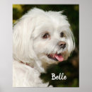 Suche nach maltipoo poster Niedlich