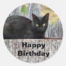 Suche nach katzen foto aufkleber Schwarzkatze