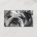 Suche nach bulldoggen visitenkarten Haustiere