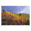 Suche nach utah herbst poster Wald