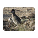 Suche nach roadrunner magnete Vogel