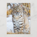 Suche nach felidae poster Lynx rufus
