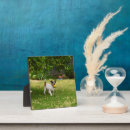 Suche nach terrier fotoplatten Haustier