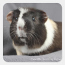 Suche nach der cavy aufkleber Schwein
