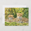 Suche nach gepard postkarten Safaritiere