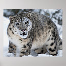 Suche nach leopard poster Raubtier