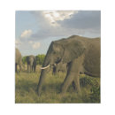 Suche nach afrikanischer elefant notizblock Loxodonta africana
