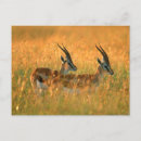Suche nach gazelle postkarten Antilope