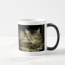 Suche nach internet meme tassen Katze