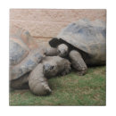 Suche nach galapagos fliesen Schildkröte