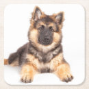 Suche nach collie untersetzer Niedlich