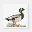 Suche nach enten magnete Mallard