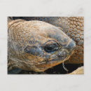 Suche nach giant poster Reptilien