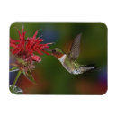 Suche nach kolibris magnete Adam jones