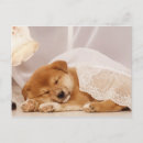 Suche nach shiba inu welpe postkarten Tier