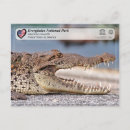 Suche nach crocodile postkarten Florida
