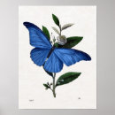 Suche nach vintager schmetterling poster Lepidoptera