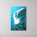 Suche nach haifisch leinwandbilder Unterwasser