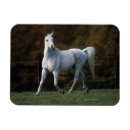 Suche nach rennen magnete Reiter