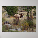 Suche nach die elche poster Colorado