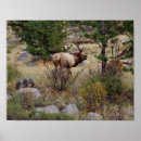 Suche nach elche poster Wild lebende tiere