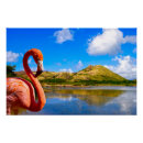Suche nach karibischer flamingo poster Flamingos